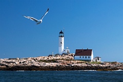 Seagull Flies By White Island Lighthouse in New Hampshire